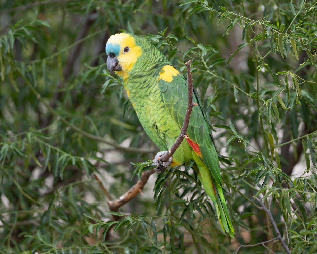 Turquoise-fronted Parrot - ML612223891