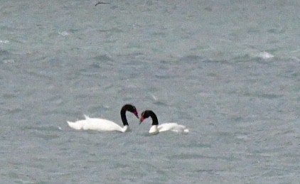 Black-necked Swan - Charlotte Pavelka & Doug Reitz