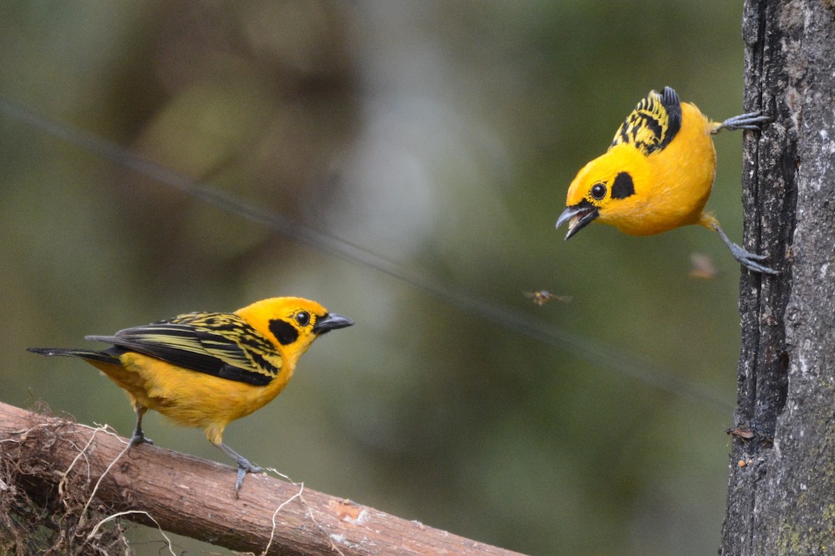 Golden Tanager - Cathy Pasterczyk