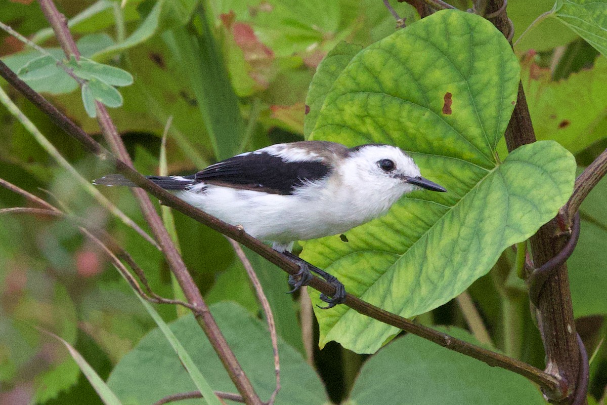 Pied Water-Tyrant - ML612224122