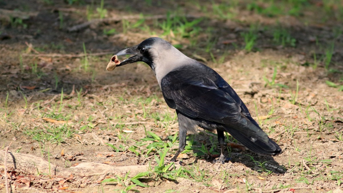 House Crow - ML612224144