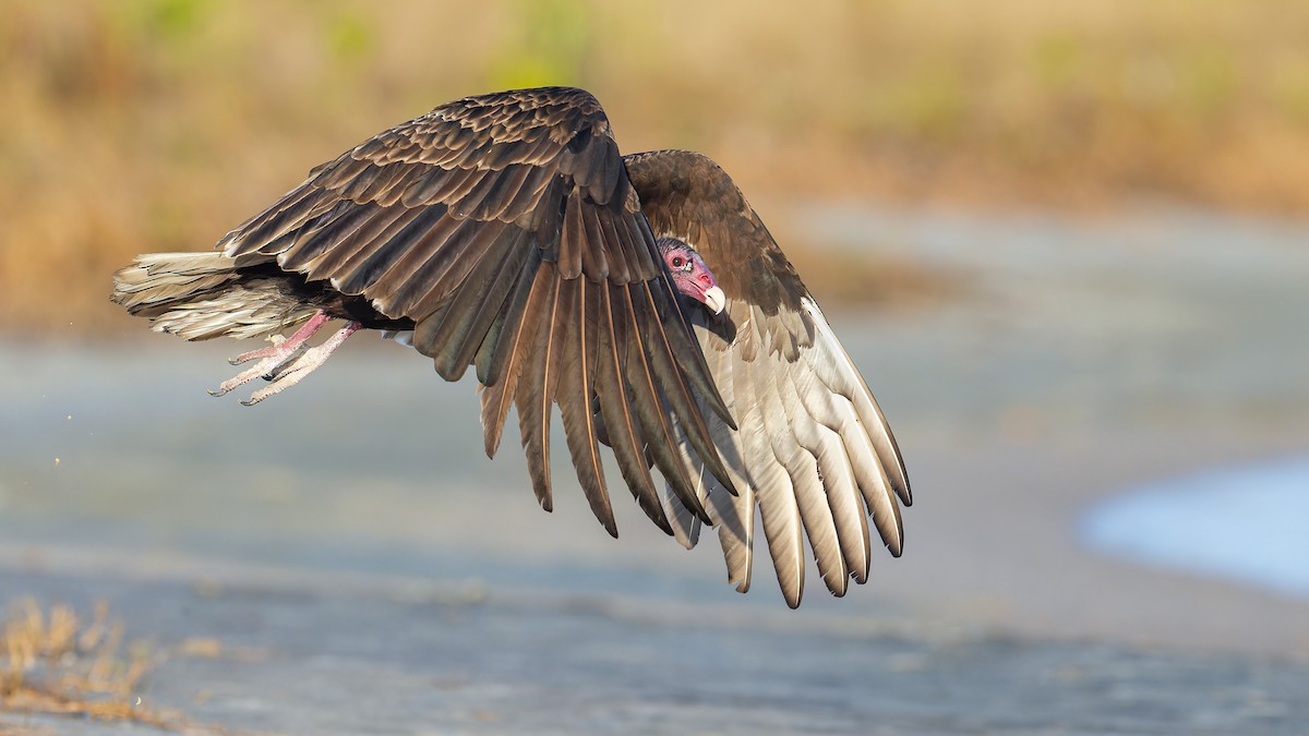 Aura Gallipavo - ML612224165