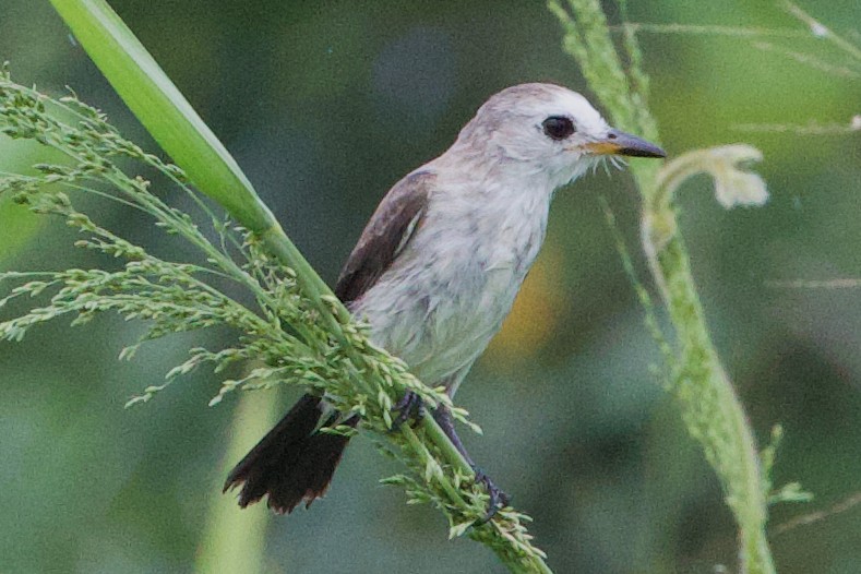 White-headed Marsh Tyrant - ML612224174