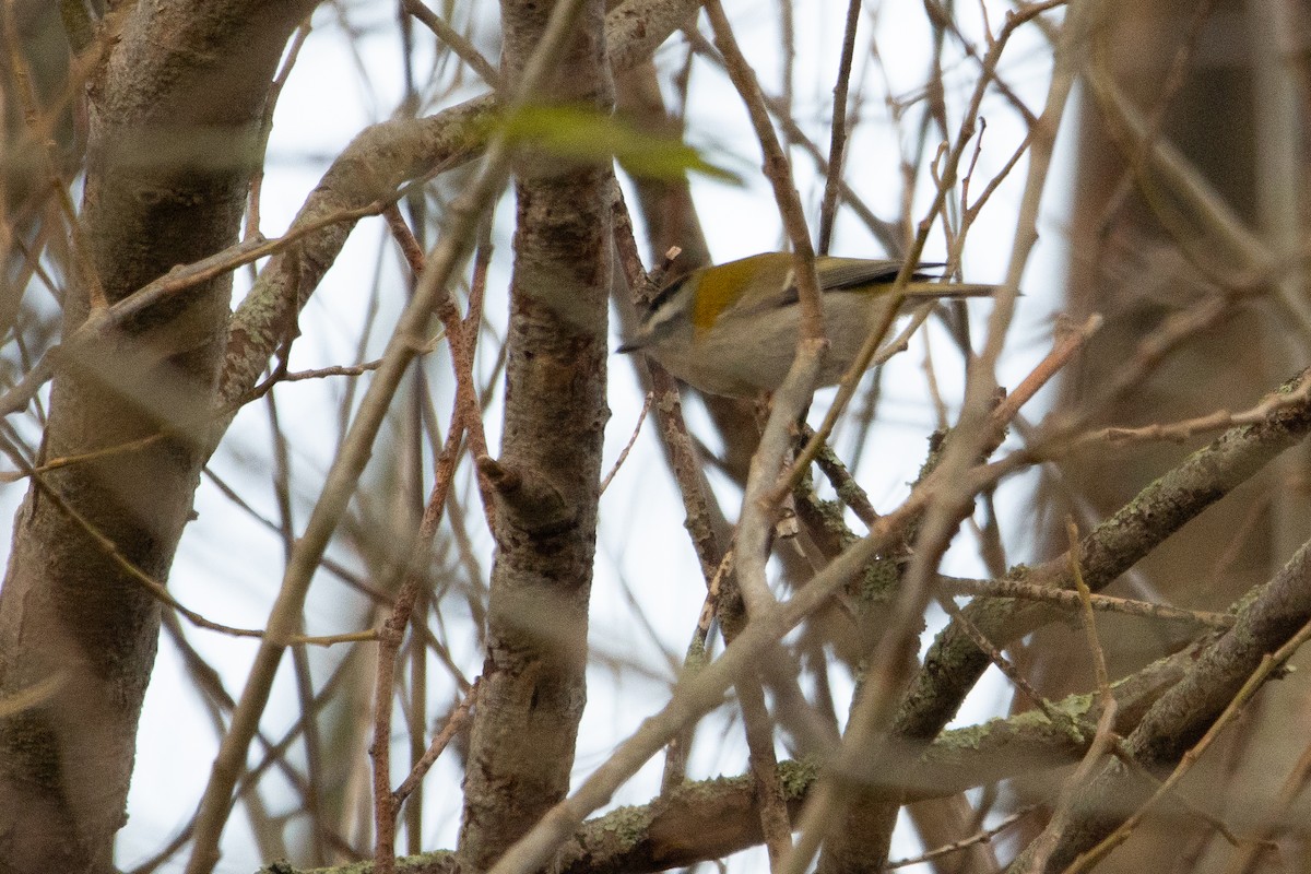 Common Firecrest - ML612224243