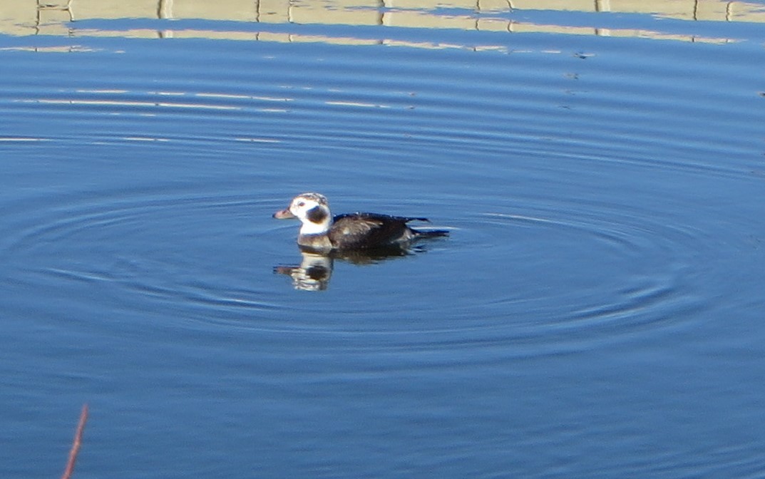 Long-tailed Duck - ML612224288