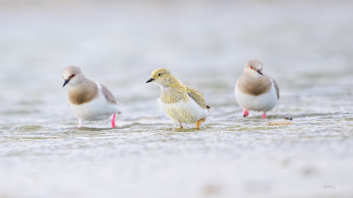 Magellanic Plover - ML612224328