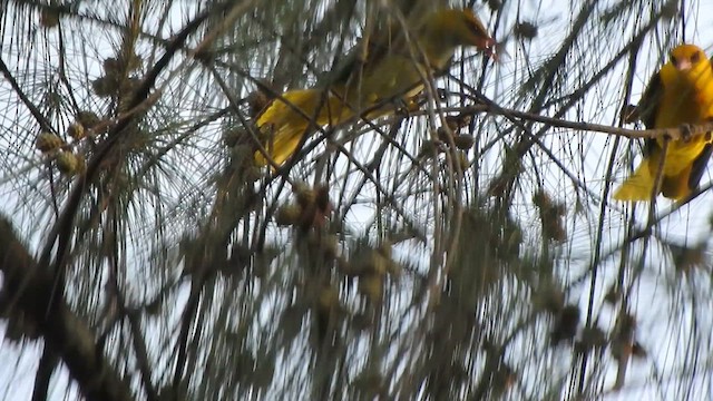 Indian Golden Oriole - ML612224498