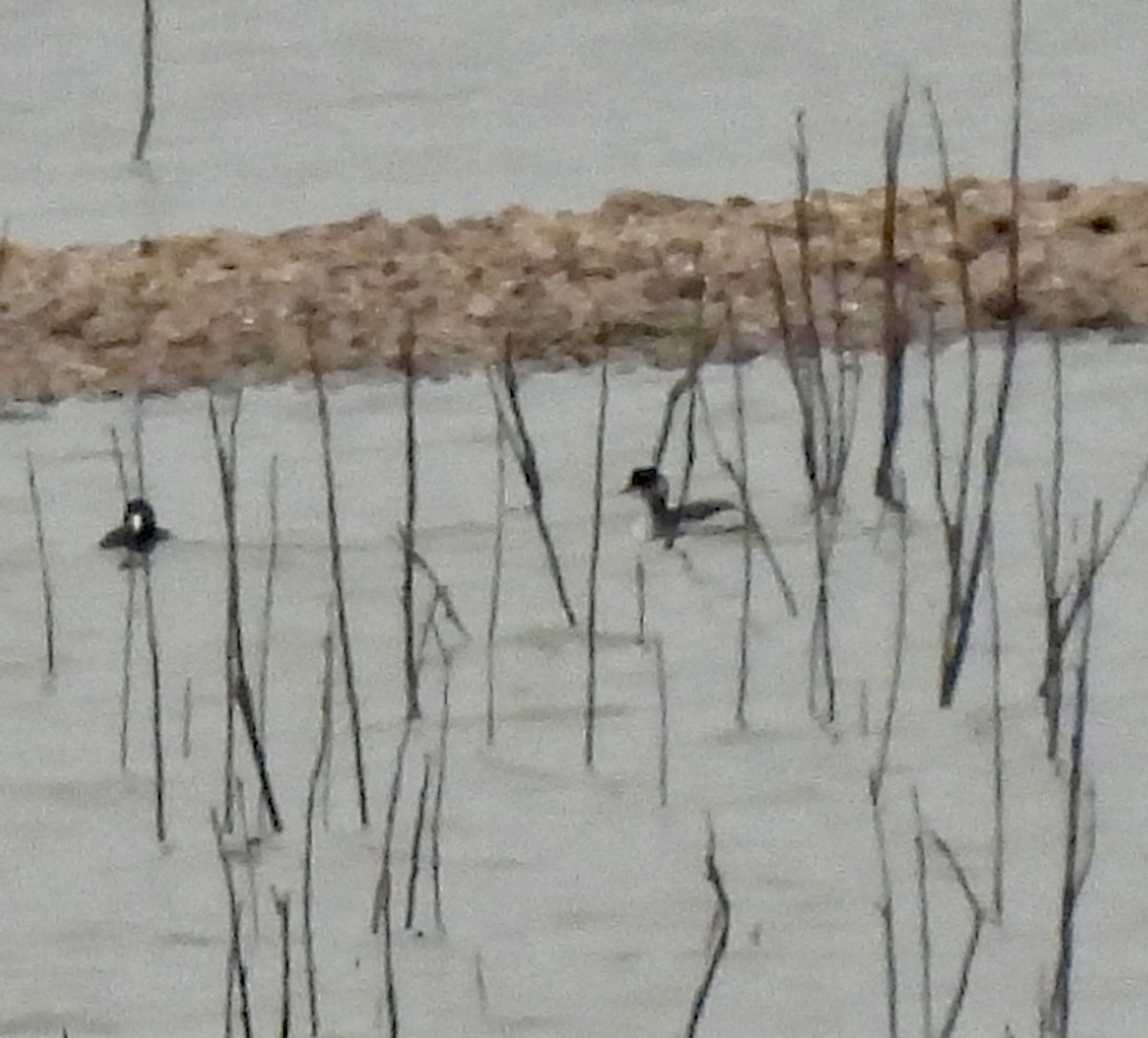 Eared Grebe - Christopher Daniels