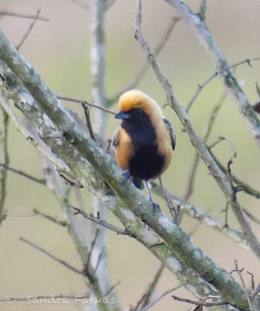 Burnished-buff Tanager (Stripe-bellied) - ML612224507