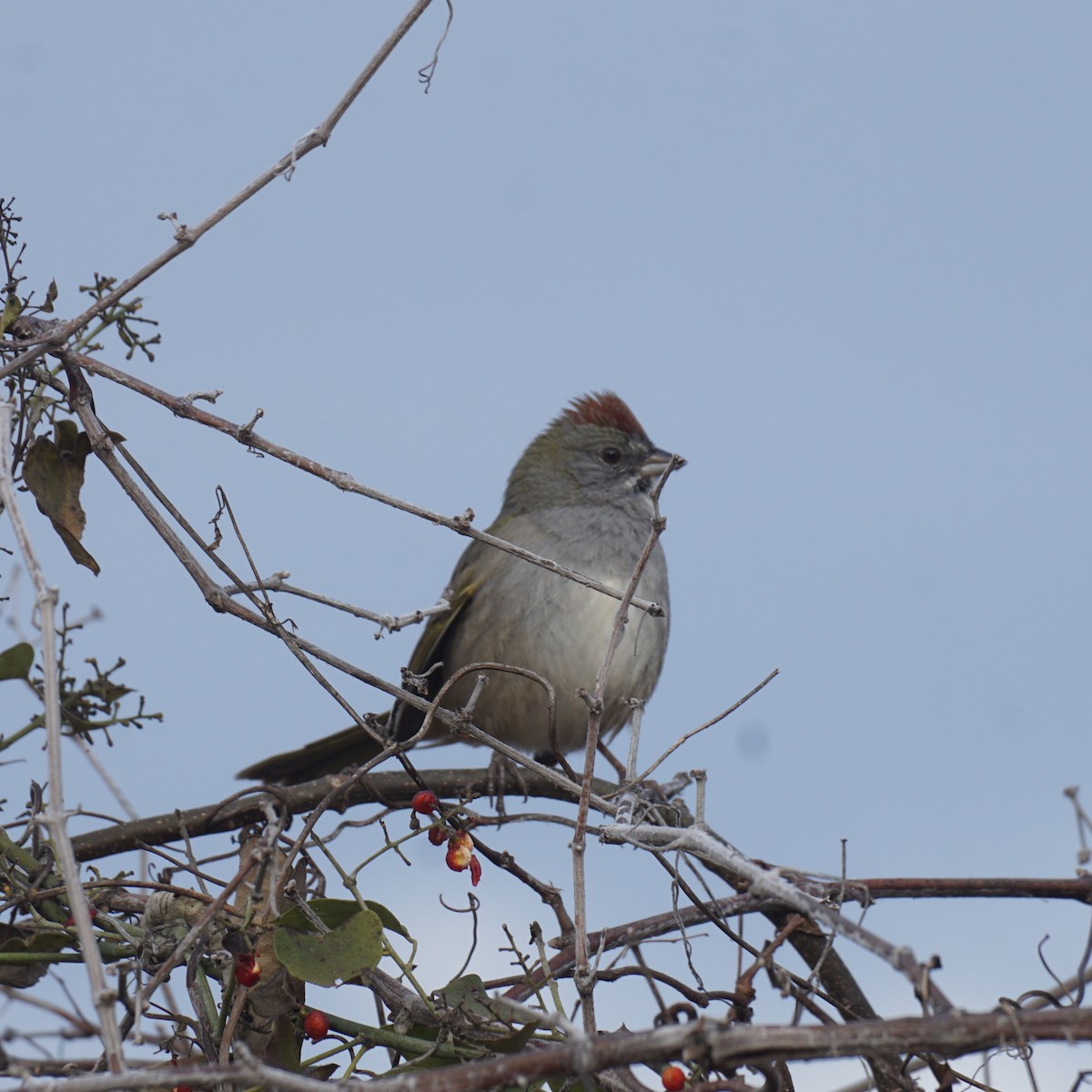 Green-tailed Towhee - ML612224546