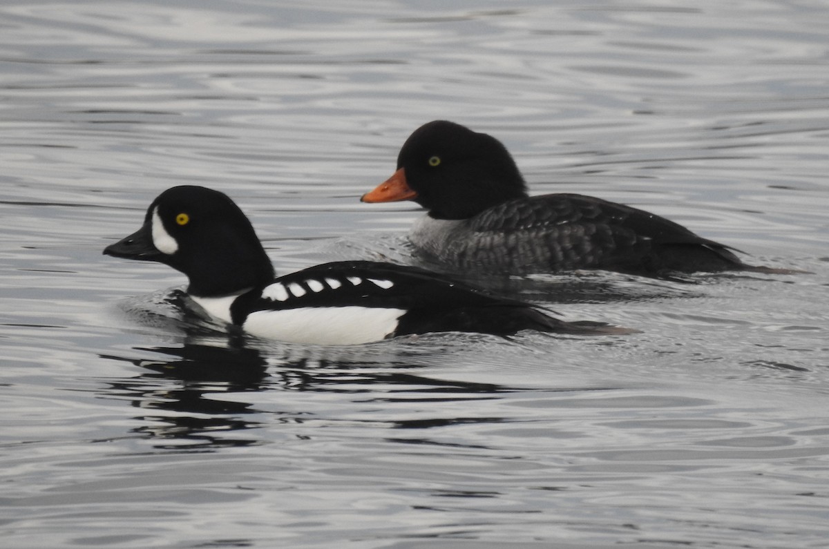 Barrow's Goldeneye - ML612224646