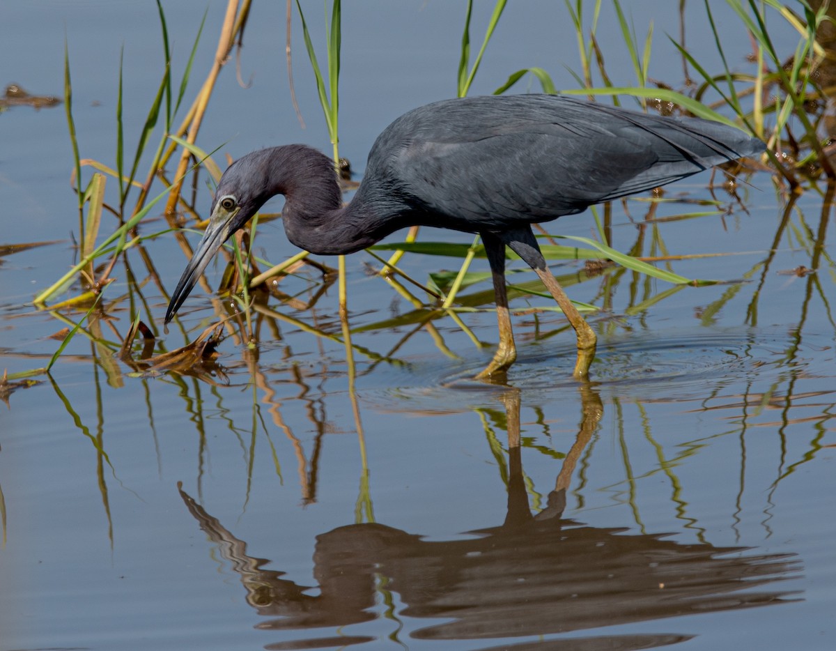 Little Blue Heron - ML612224764