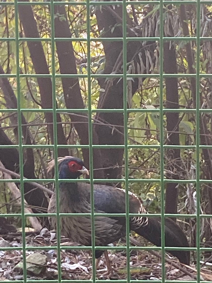 Kalij Pheasant - ML612224831