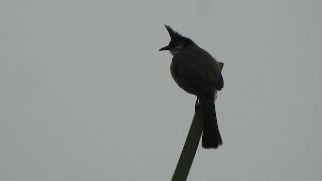 Red-whiskered Bulbul - ML612224895