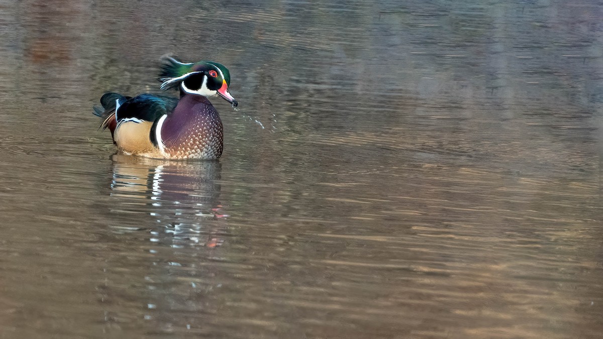 Wood Duck - ML612224901