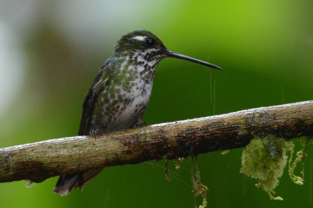 Purple-bibbed Whitetip - Cathy Pasterczyk