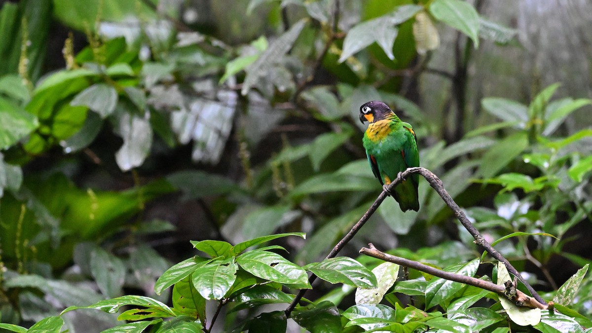 Orange-cheeked Parrot - ML612224909