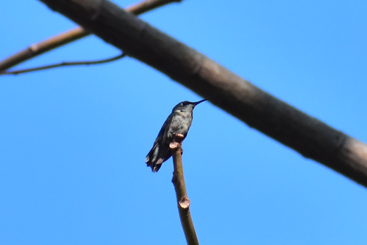 Ruby-throated Hummingbird - Daniel Juarez