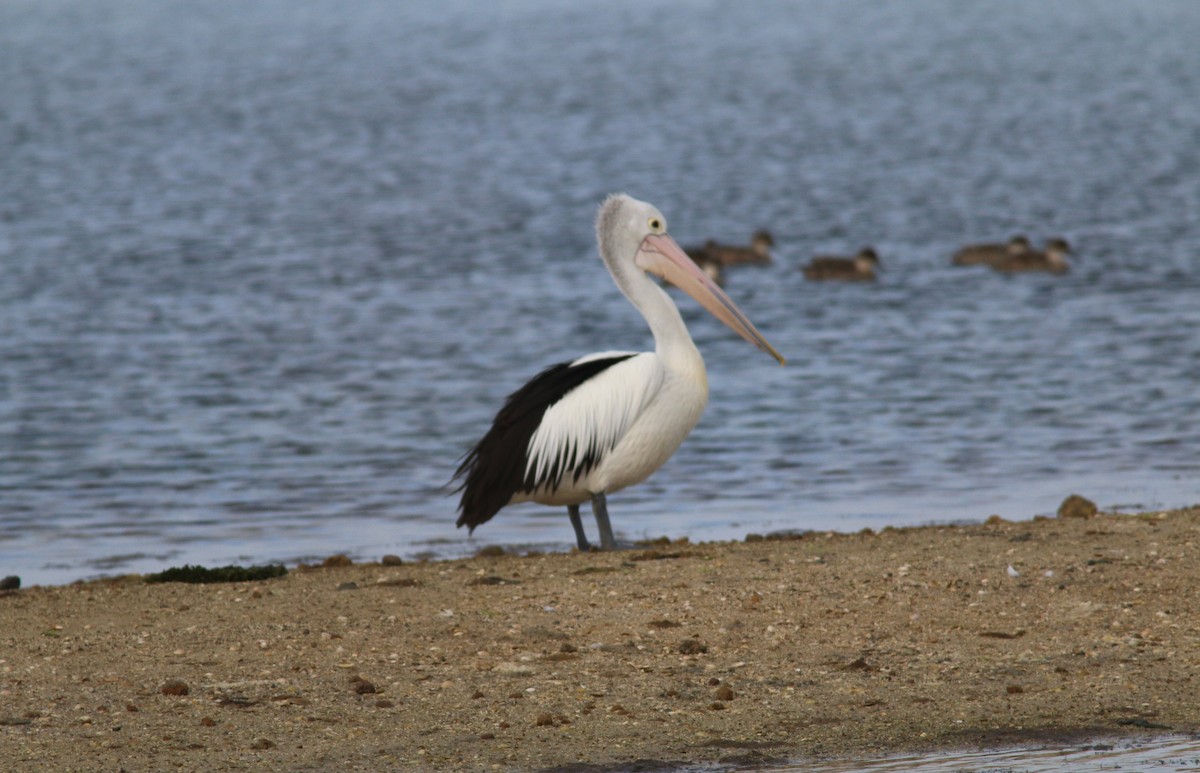 Australian Pelican - ML612225112