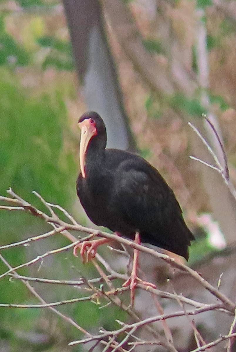 Ibis à face nue - ML612225165