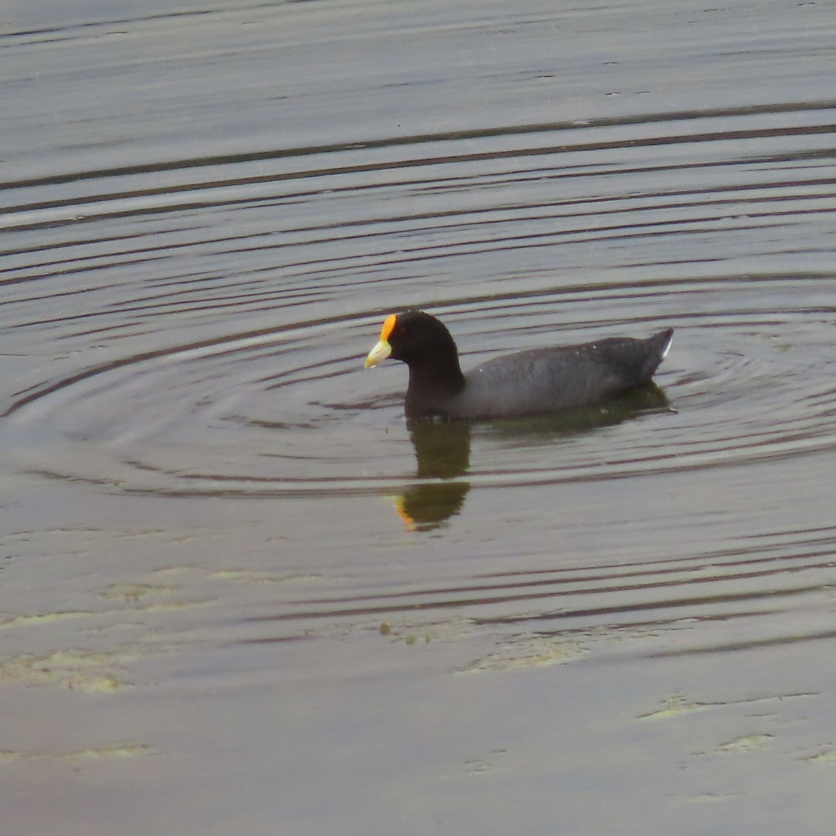 White-winged Coot - ML612225185