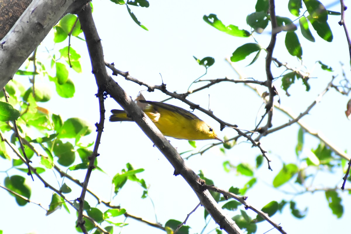 Yellow Warbler - ML612225196