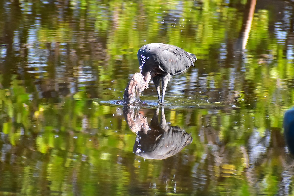 Reddish Egret - ML612225219