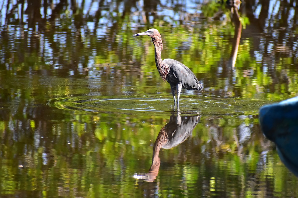 Reddish Egret - ML612225224