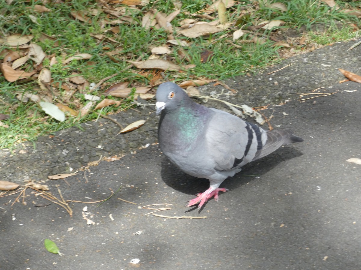 Rock Pigeon (Feral Pigeon) - ML612225263