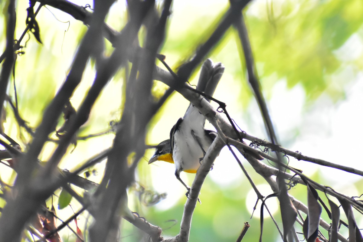 Yellow-breasted Chat - ML612225270