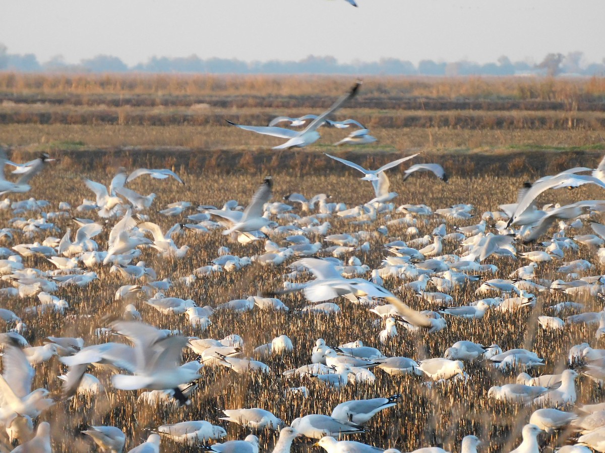 Ring-billed Gull - ML612225321