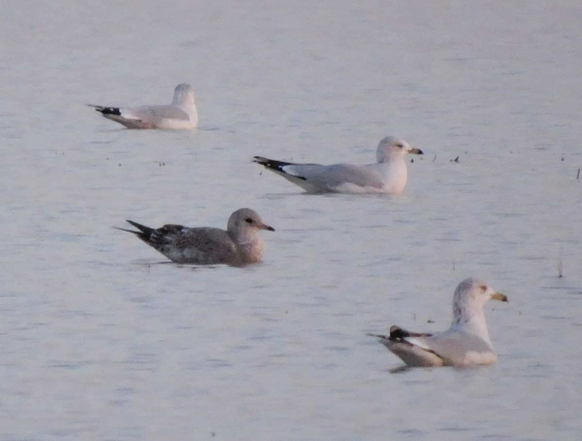 Short-billed Gull - ML612225325