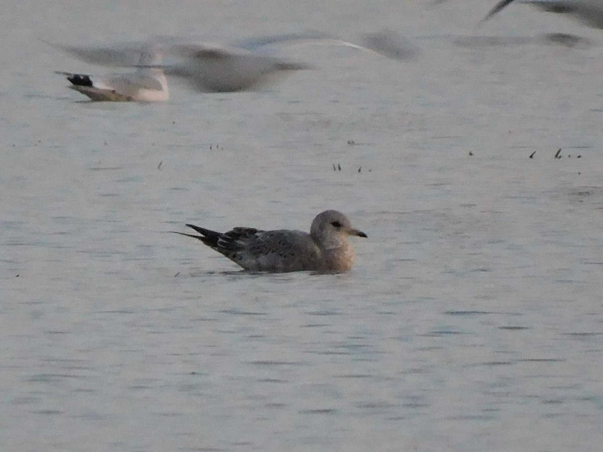 Short-billed Gull - ML612225326