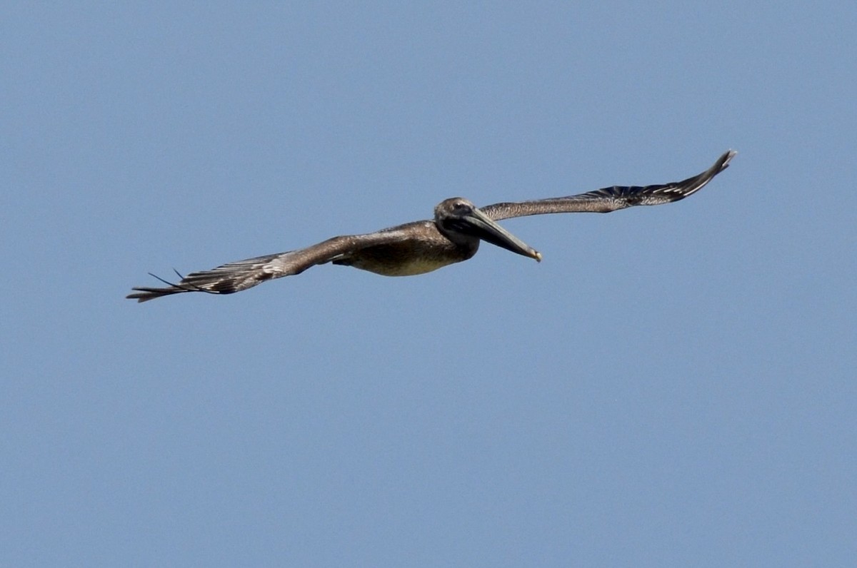 Brown Pelican - ML612225415