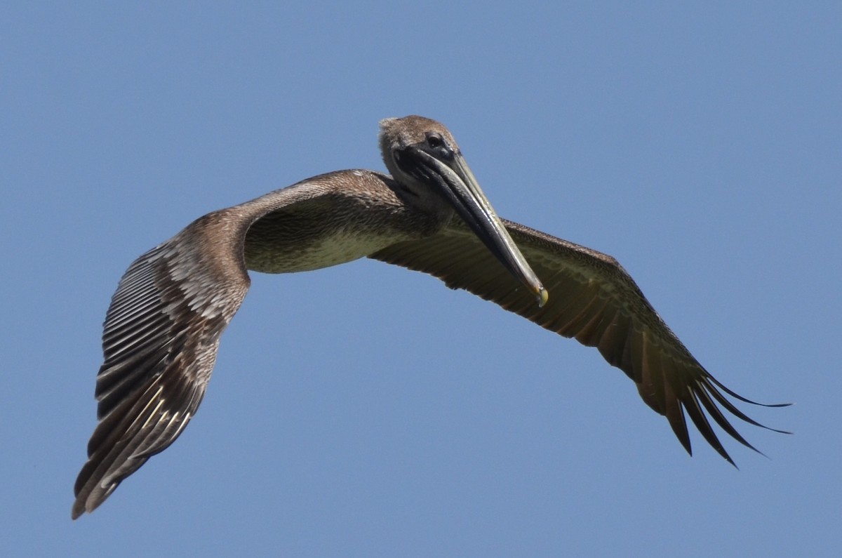 Brown Pelican - ML612225416