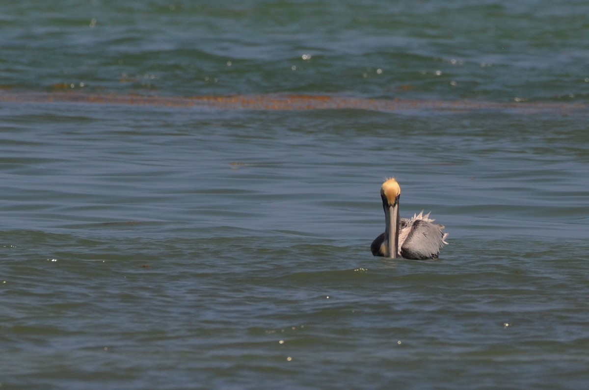 Brown Pelican - ML612225417