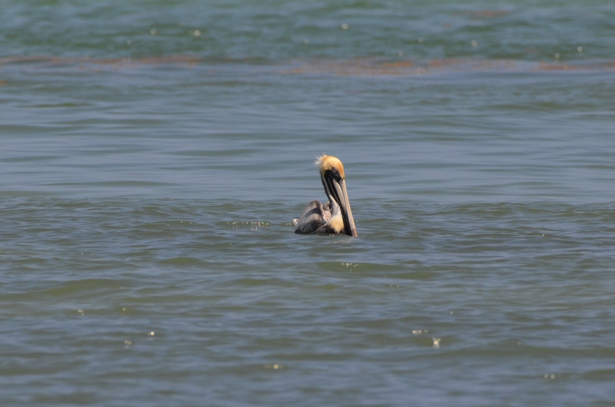 Brown Pelican - ML612225418