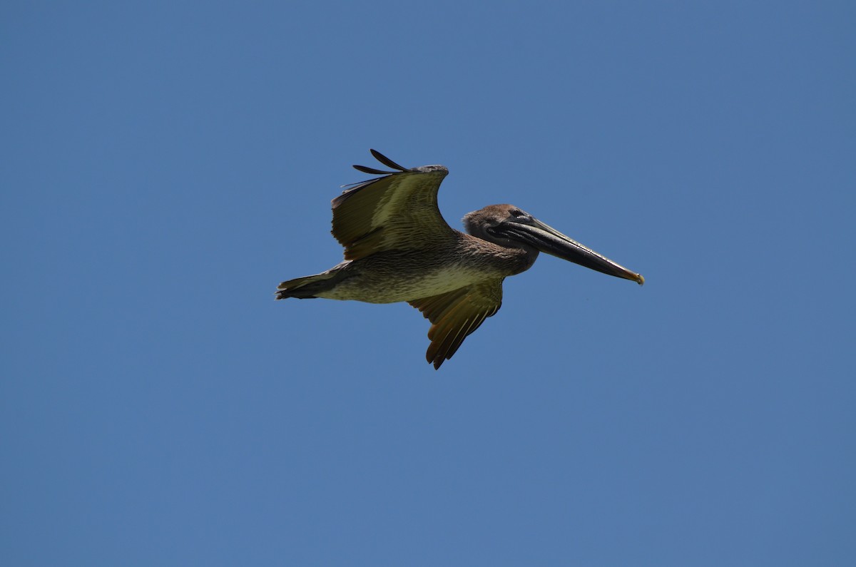 Brown Pelican - ML612225419