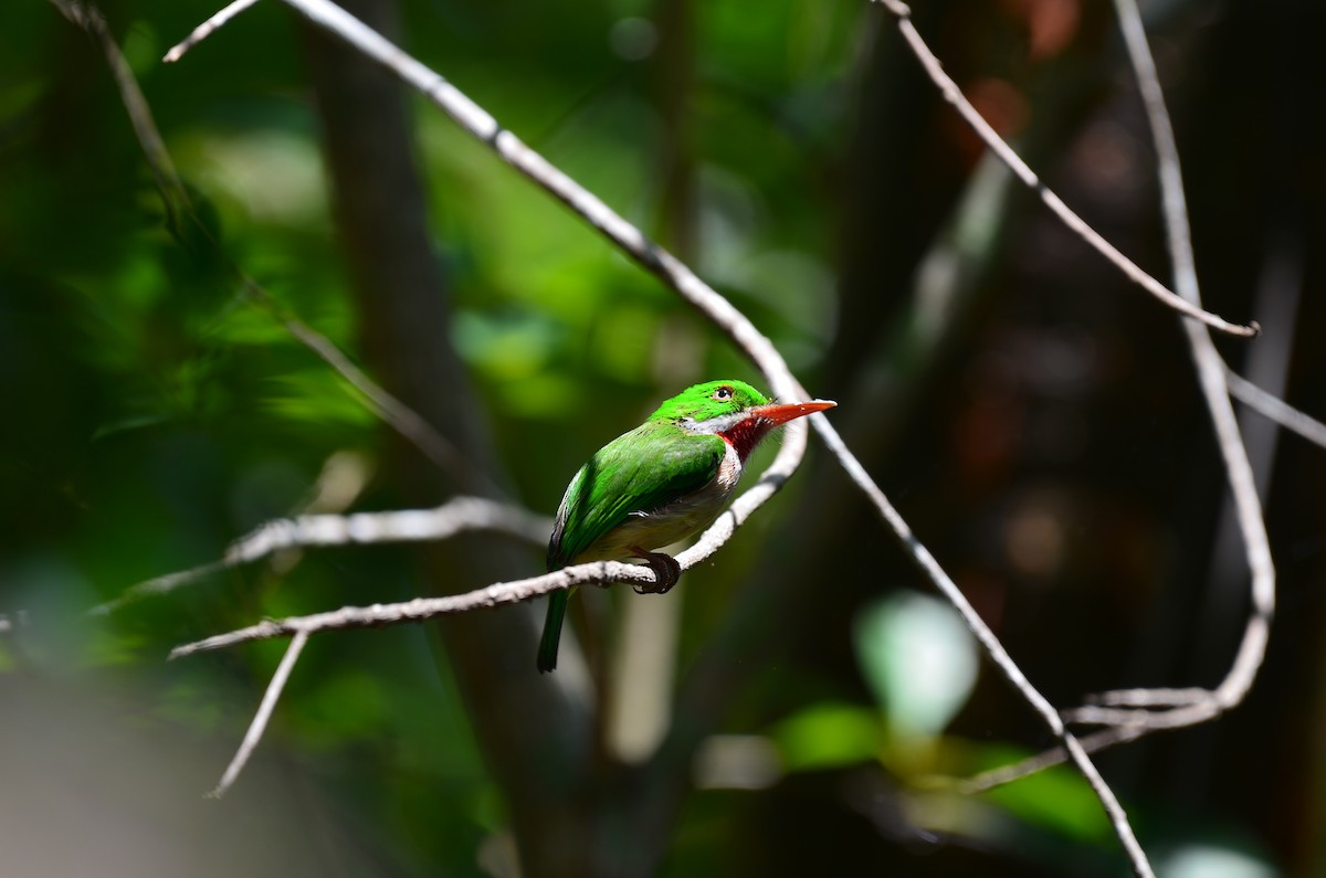 Broad-billed Tody - ML612225443