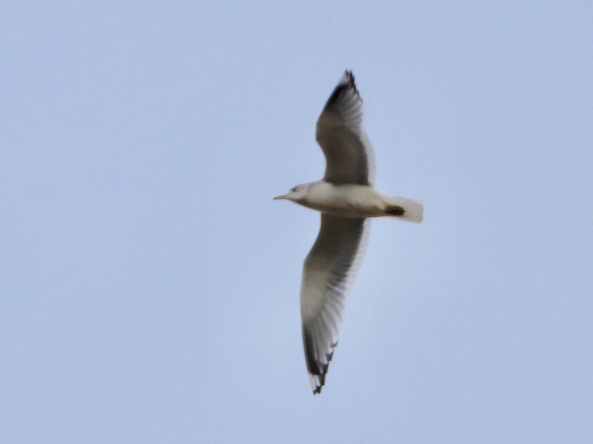 Short-billed Gull - ML612225516