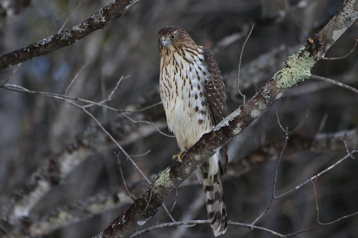 Cooper's Hawk - ML612225541