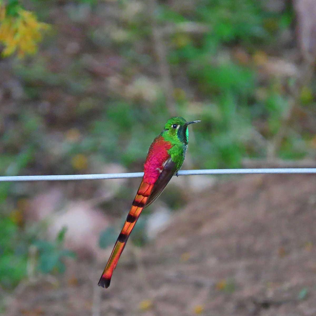 Red-tailed Comet - ML612225604