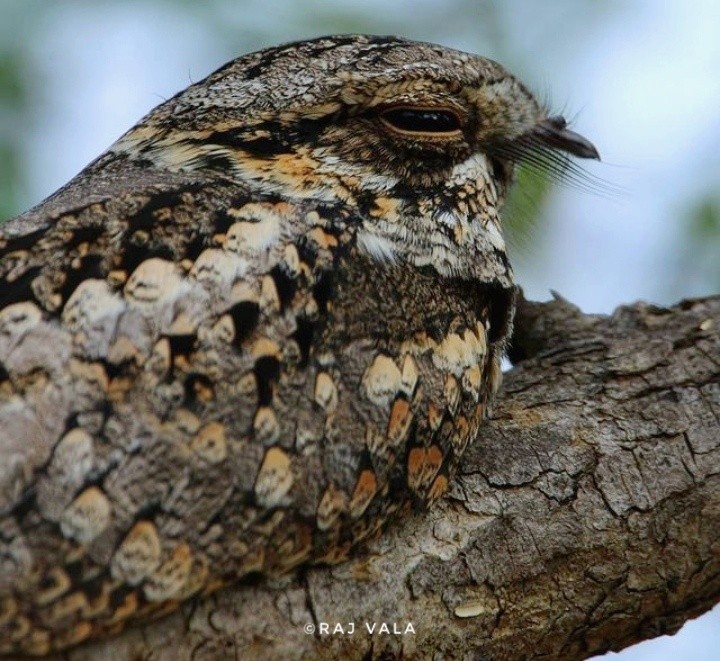 Jungle Nightjar - Raj Vala