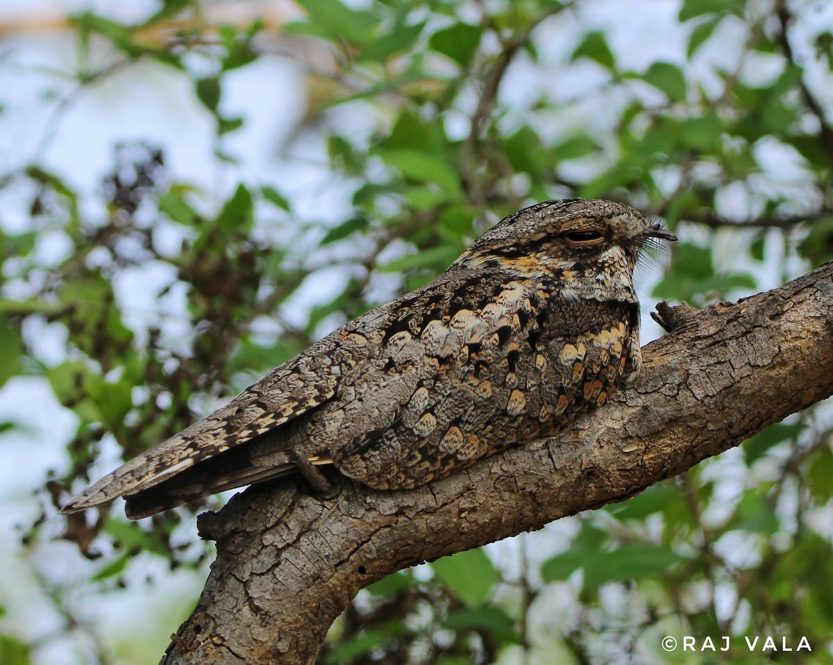 Jungle Nightjar - Raj Vala