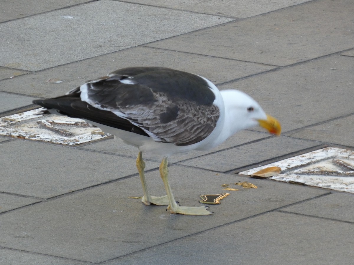 Kelp Gull - ML612225712