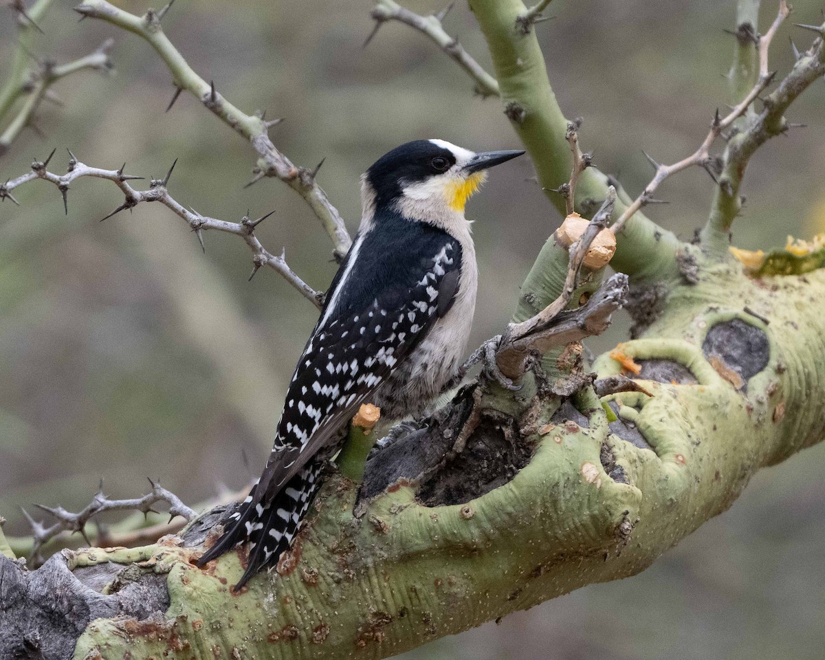 White-fronted Woodpecker - ML612225763