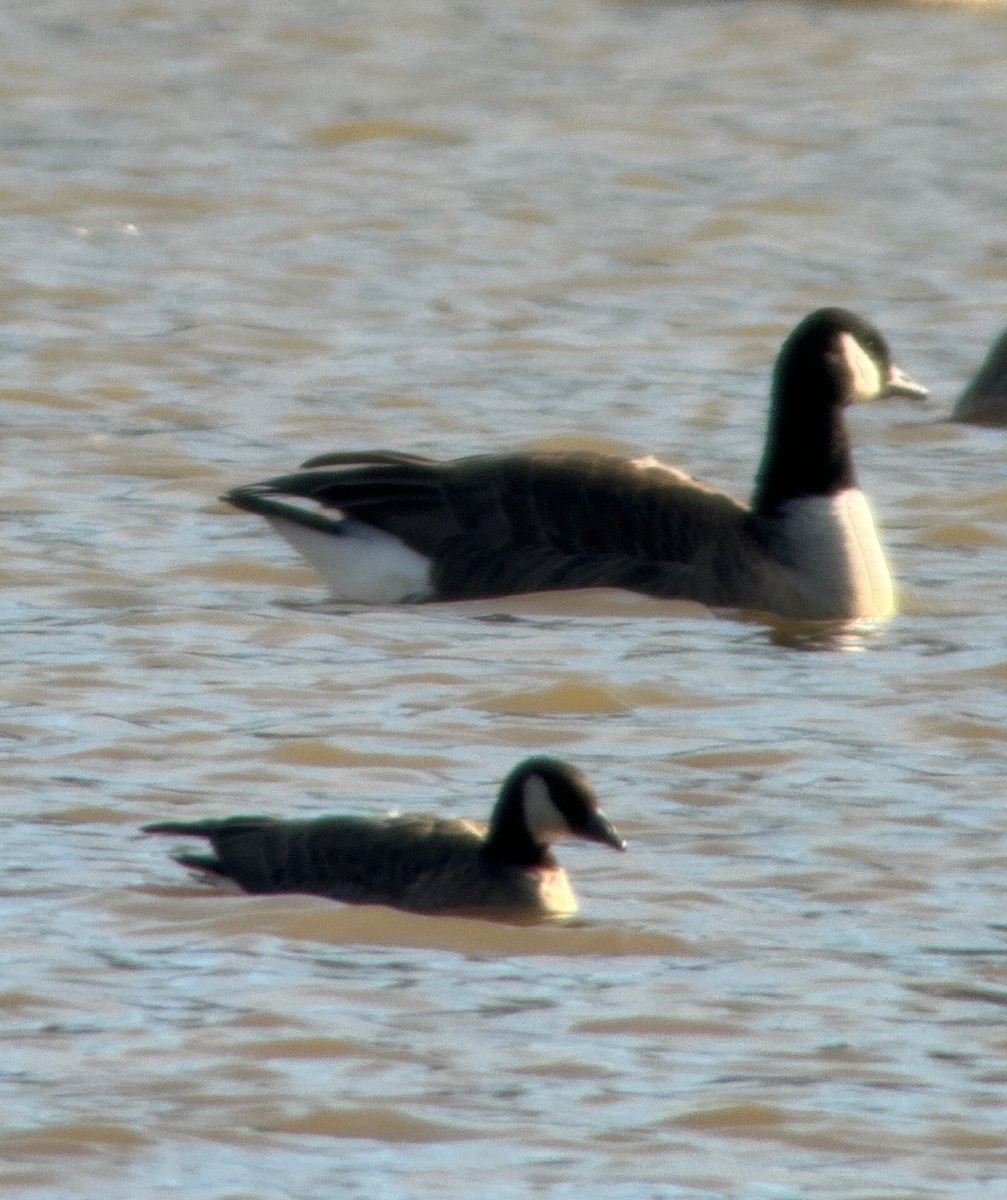 Cackling Goose - Russell Taylor