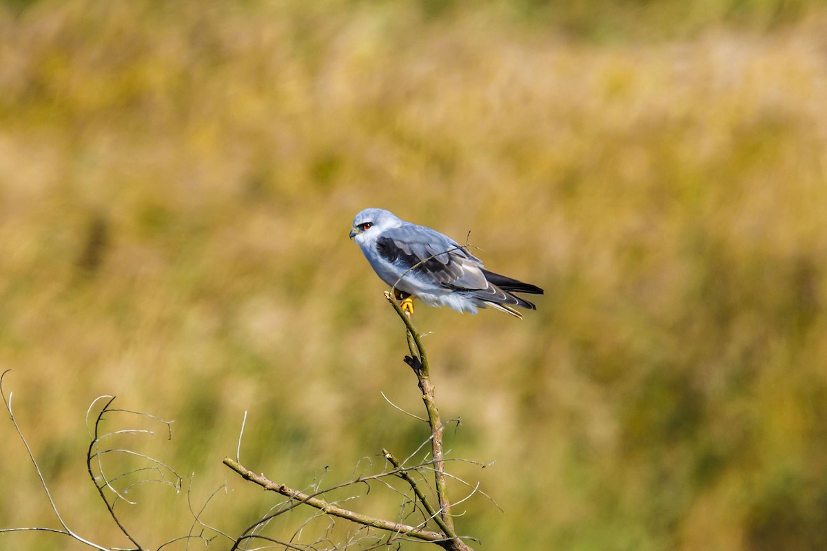 Black-winged Kite - ML612225910