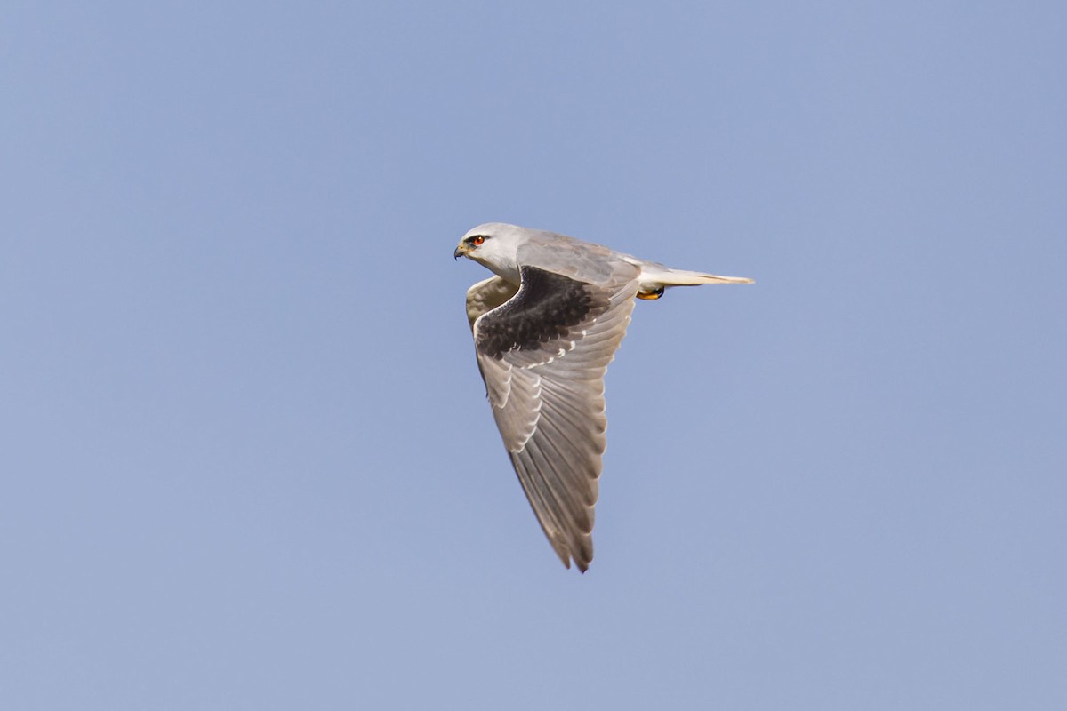 Black-winged Kite - ML612225921