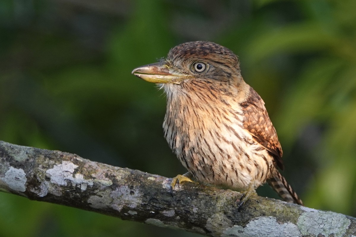 Eastern Striolated-Puffbird - ML612225948